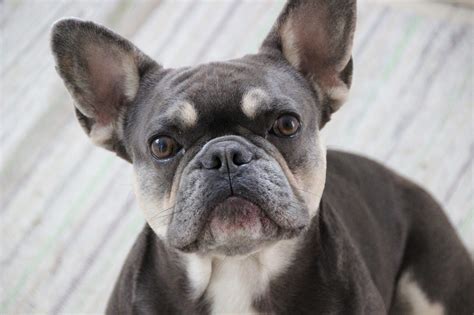 french bulldog cross boston terrier.